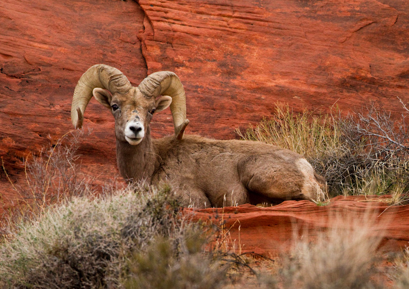 Bighorn On Slickrock